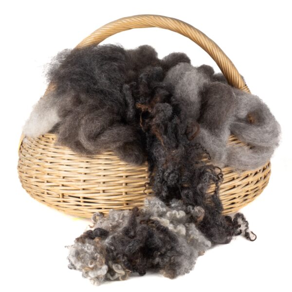 CARDED - Corriedale x Romney, Gotland or Polwarth Fibres
